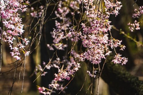 【 お花見 】 桜 お花見のたのしみ方　 お花見の歴史・桜 ・桜餅のすべて